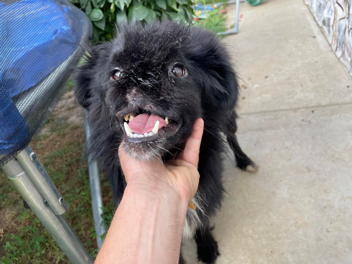 Stray Dog Shot In Head In Bosnia Up For Adoption With Cornish Charity stray-dog-shot-in-head-in-bosnia-up-for-adoption-with-cornish-charity